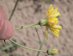 Malacothrix sonchoides