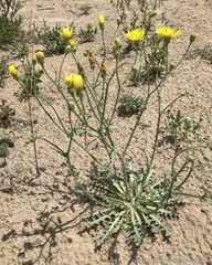 Malacothrix sonchoides