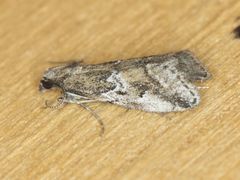 Alpheias transferens