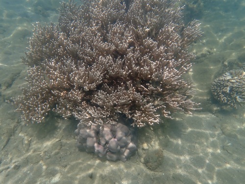 Rumphella observed 2024-12-29