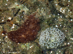 Spurilla neapolitana
