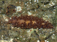 Spurilla neapolitana