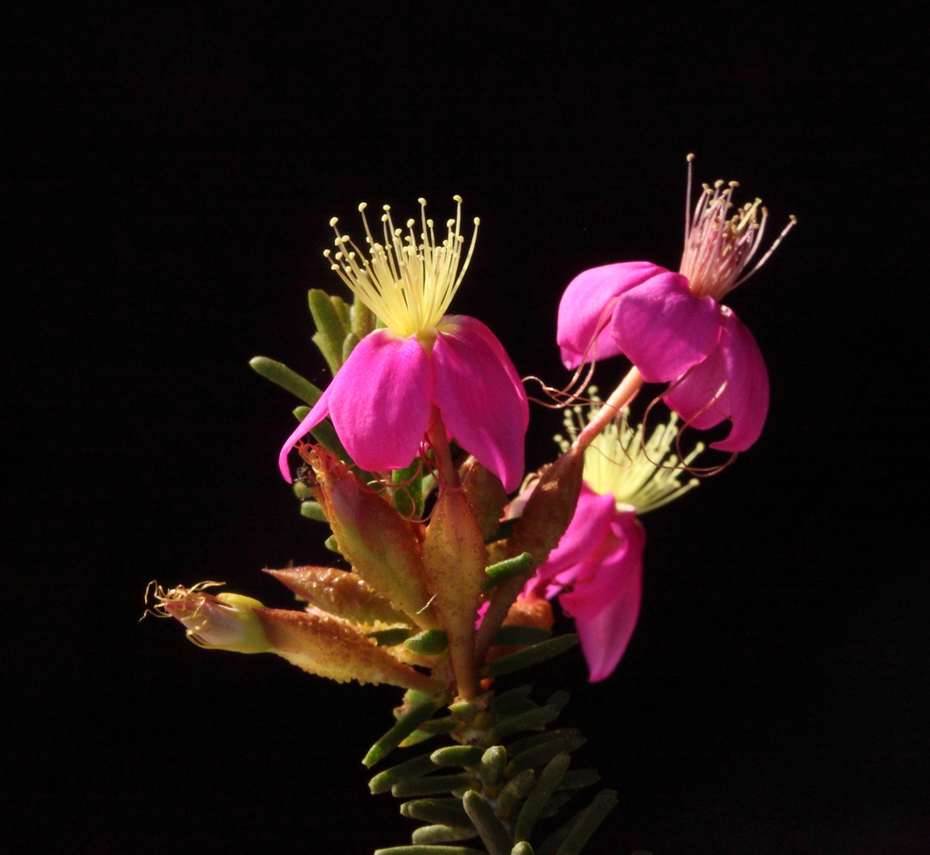 Calytrix brevifolia