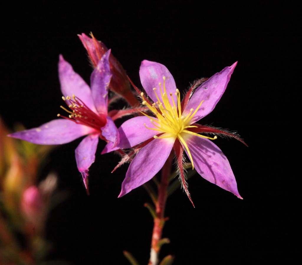 Calytrix strigosa