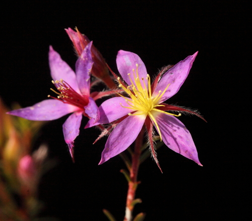 Calytrix strigosa