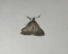 Renia flavipunctalis