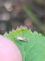 Batia lunaris