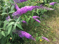 Buddleja davidii