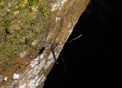 Pantopsalis albipalpis