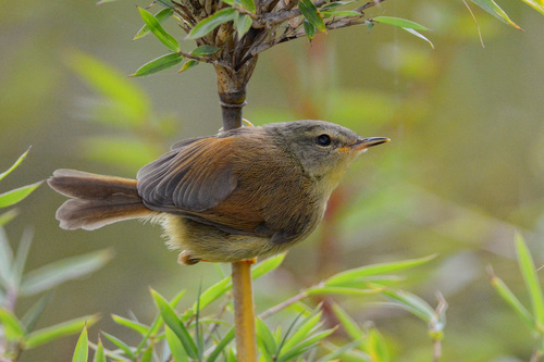 Horornis acanthizoides (J.Verreaux, 1870)