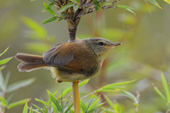 Yellow-Bellied Bush Warbler photo 1