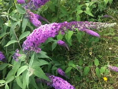 Buddleja davidii