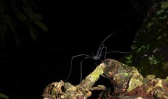 Pantopsalis albipalpis