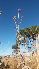 Chresta sphaerocephala