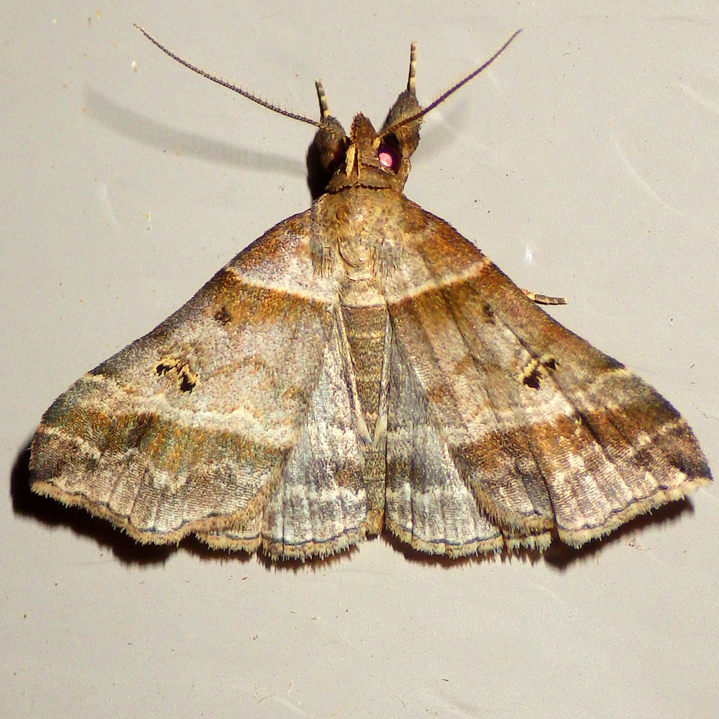 Dark-banded Owlet from Fitzgerald Rd, Burdett, NY 14818, USA on July 23 ...