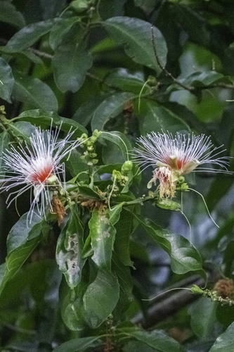 Planchonia valida observed 2024-06-25
