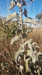 Chresta sphaerocephala