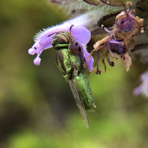 Hedriodiscus trivittatus photo 4