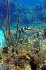 Epinephelus striatus