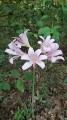 Lycoris squamigera