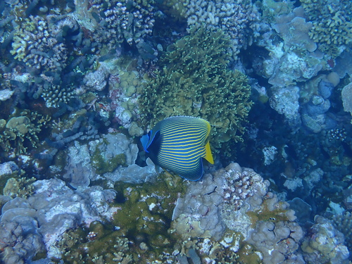 Emperor Angelfish — seen at this dive site