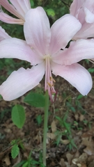 Lycoris squamigera