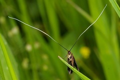 Nemophora albiantennella