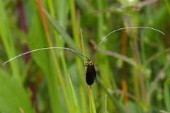 Nemophora albiantennella