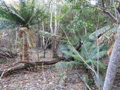 Cycas rumphii