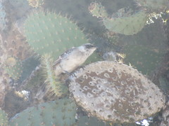 Mimus parvulus barringtoni