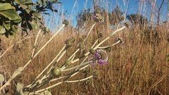 Chresta sphaerocephala