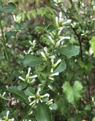 Image of Baccharis glomeruliflora by (c) jonsense, some rights reserved (CC BY)