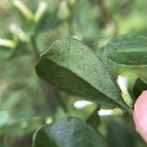 Image of Baccharis glomeruliflora by (c) jonsense, some rights reserved (CC BY)