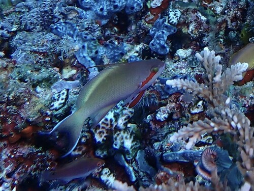 Threadfin Anthias — seen at this dive site