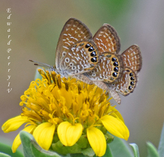 Brephidium pseudofea