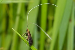 Nemophora albiantennella