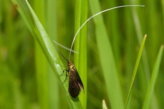 Nemophora albiantennella
