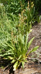 Dodecatheon
