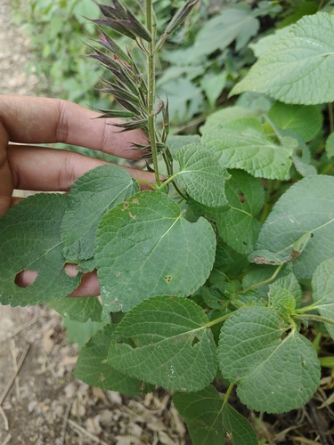 Image of Salvia longistyla by (c) Abraham Sánchez Romero, some rights reserved (CC BY)