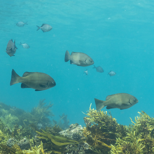 Black bream (Girella elevata) — Kyphosidae — 4