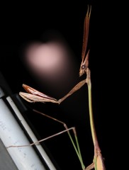 Idolomorpha
