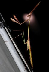 Idolomorpha