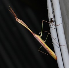 Idolomorpha
