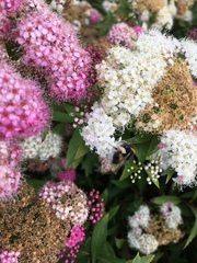 Spiraea