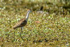 Jacana spinosa