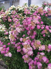 Spiraea