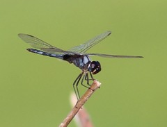 Urothemis edwardsii