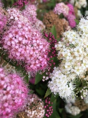 Spiraea