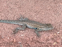Uta stansburiana