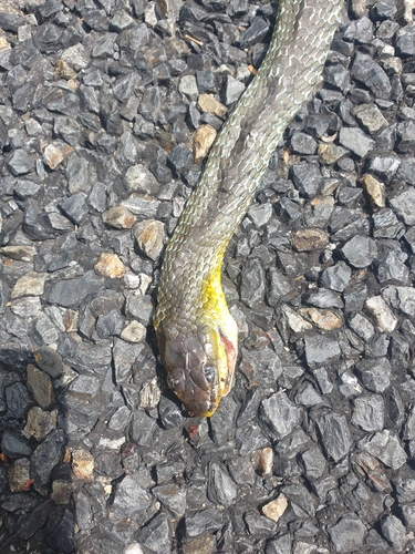 Common Tree Snake sighting